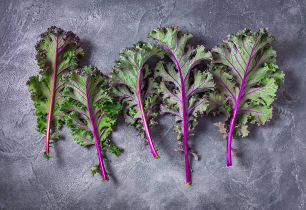Red-Russian-Kale