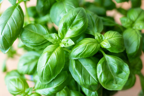 Herbs-and-Spice-Basil